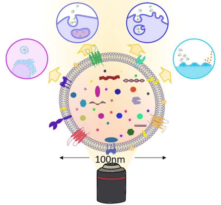 Super-Resolution Exosome Imaging Services