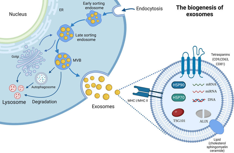 Exosome Quantification Services
