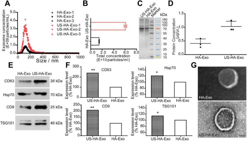 NTA, protein assays, WB, and TEM characterize astrocyte exosomes.