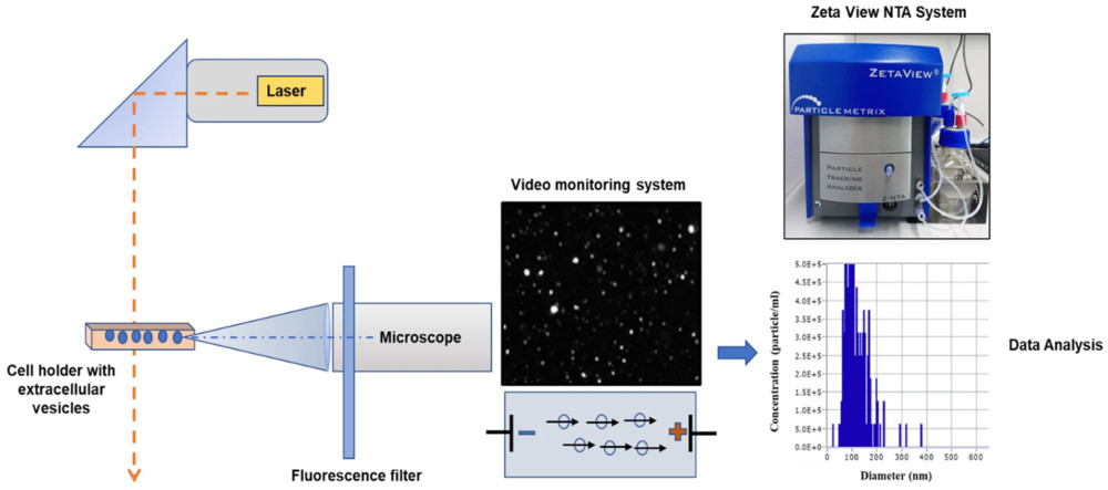 Nanoparticle Tracking Analysis (NTA)-Based Exosome Characterization Service