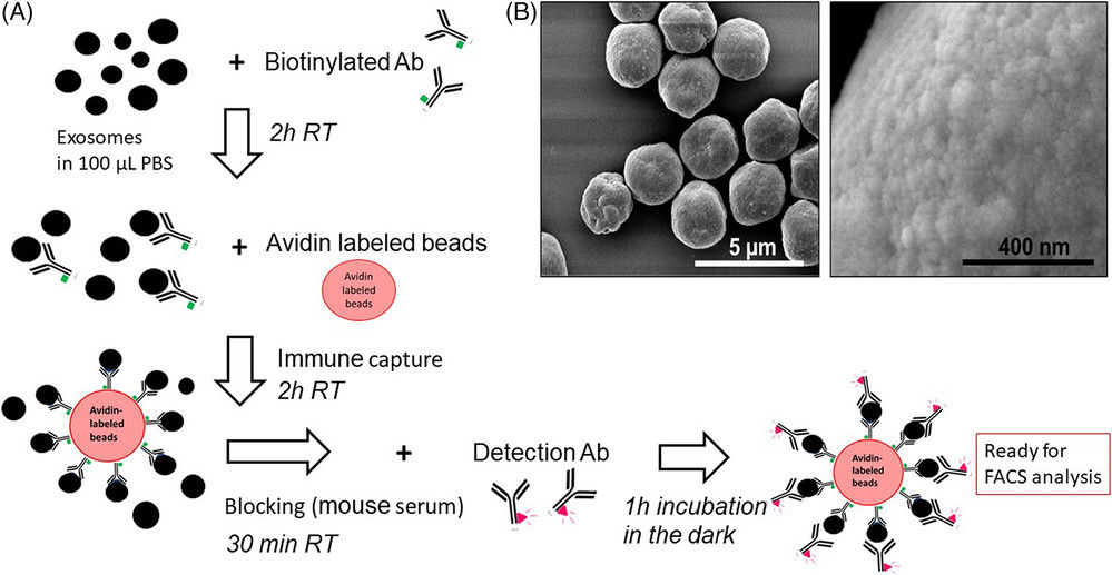 FACS-Based Exosome Characterization Service