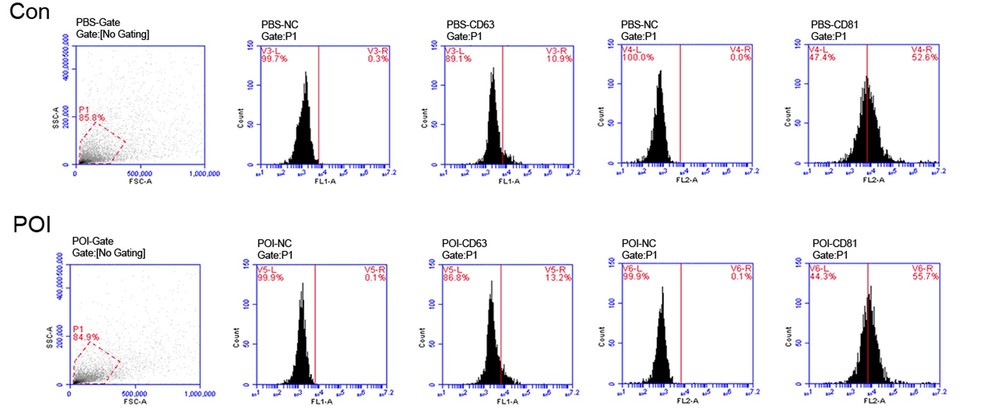 FACS analysis showing exosome surface marker expression with positivity for CD63 and CD81.