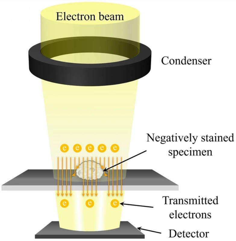 Transmission Electron Microscopy (TEM)-Based Exosome Characterization Service