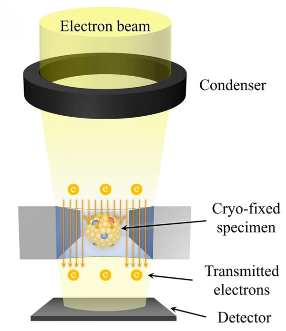 Cryo-Electron Microscopy (Cryo-EM)-Based Exosome Characterization Service