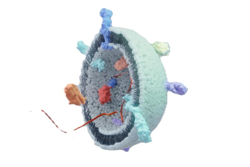 Schematic diagram of exosome cargo loading