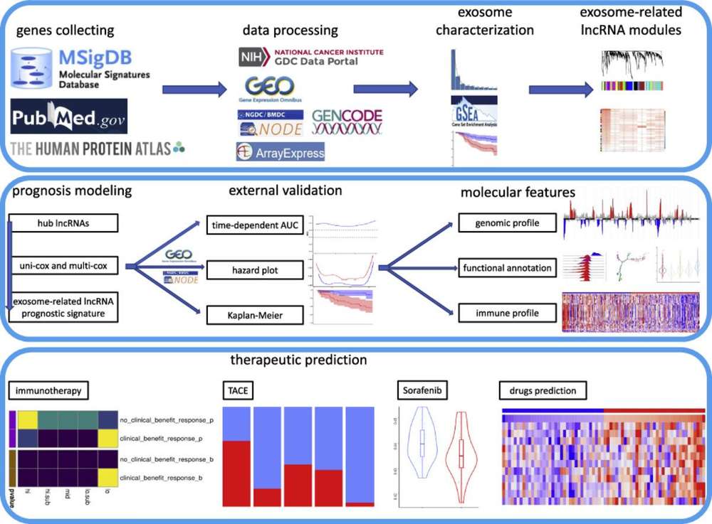 Exosomal Long Non-coding RNA (lncRNA) Sequencing Service