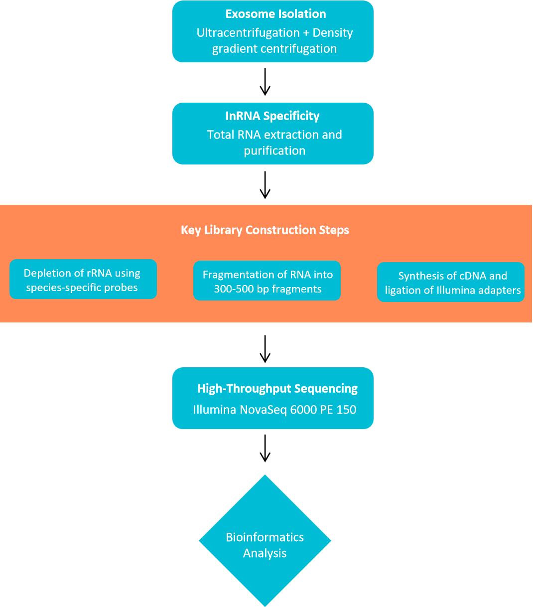 Comprehensive lncRNA sequencing and analysis workflow.