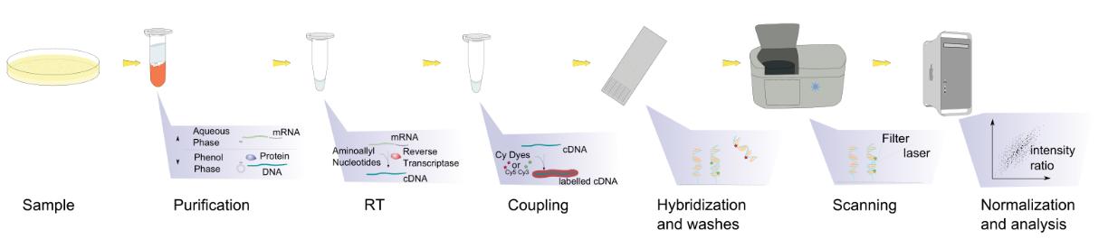 Exosomal RNA microarray workflow.