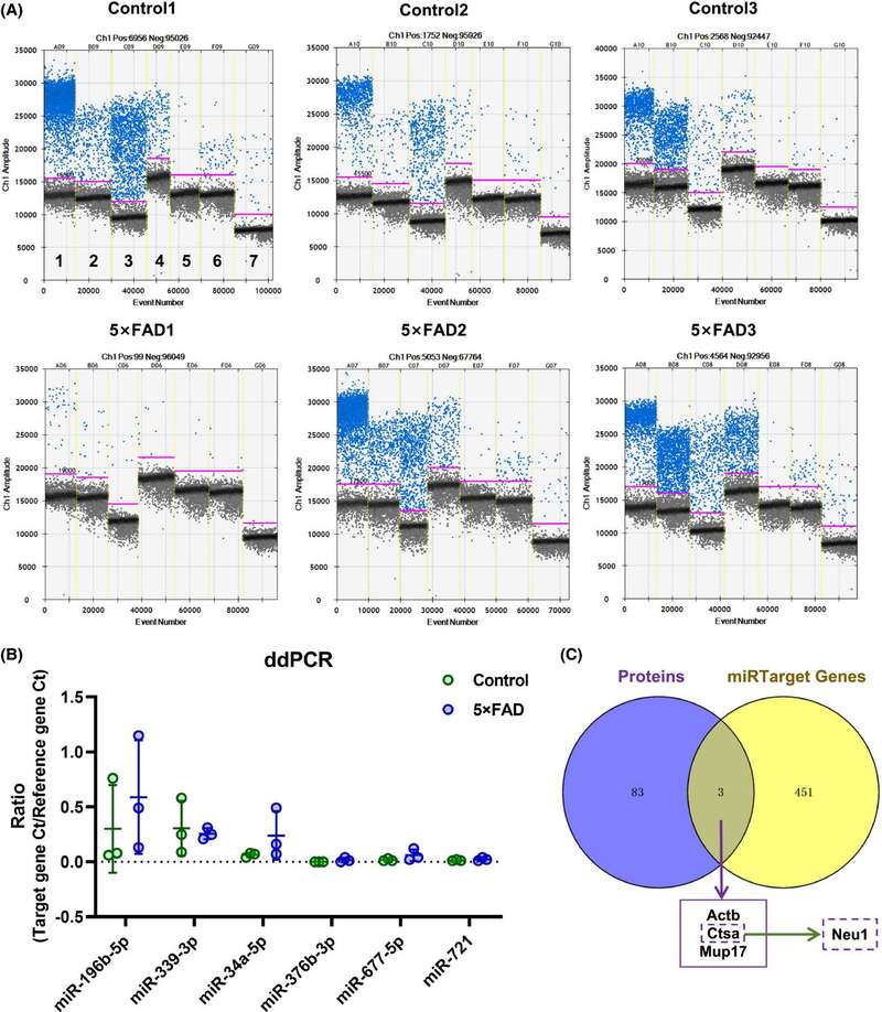 Urinary exosomal miRNA microarray analysis in a 5XFAD AD mouse model revealed candidate miRNAs with differential expression.