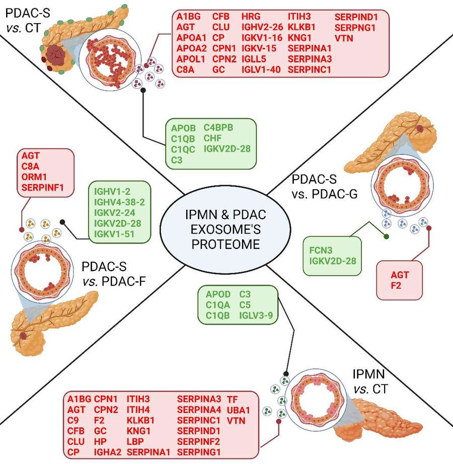 Exosome Biomarker Protein Screening Service