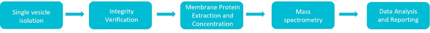 Service workflow for single-vesicle membrane proteomics analysis.