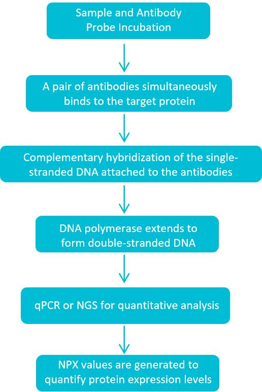 Workflow for exosomal protein analysis utilizing olink proteomics technology.