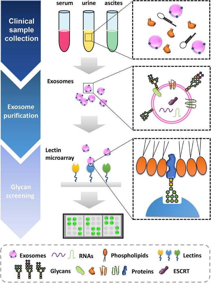 Exosomal Glycosylation Analysis Services
