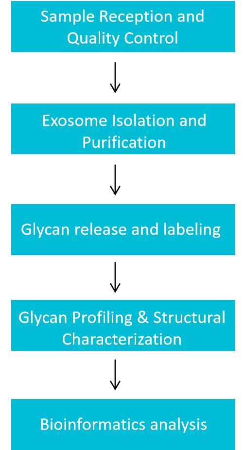 Service workflow for exosomal glycosylation analysis.
