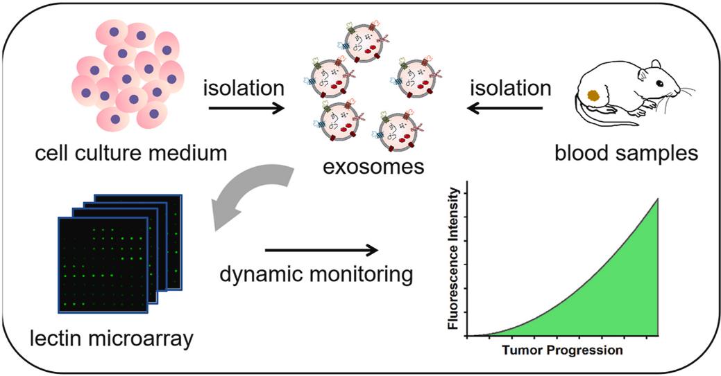 Analysis of exosomal glycans using lectin microarrays.