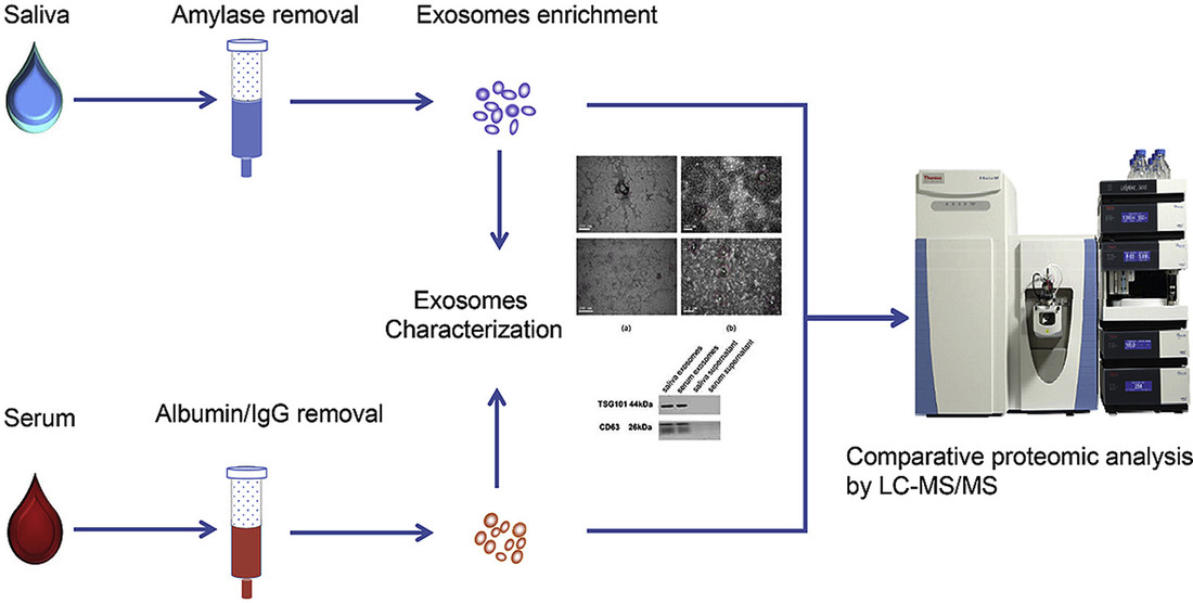 Comparative LC-MS/MS of saliva vs serum exosomal proteomes for lung cancer biomarker discovery and diagnostic evaluation.