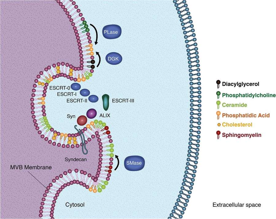 Human Exosome Lipidomics Analysis Service