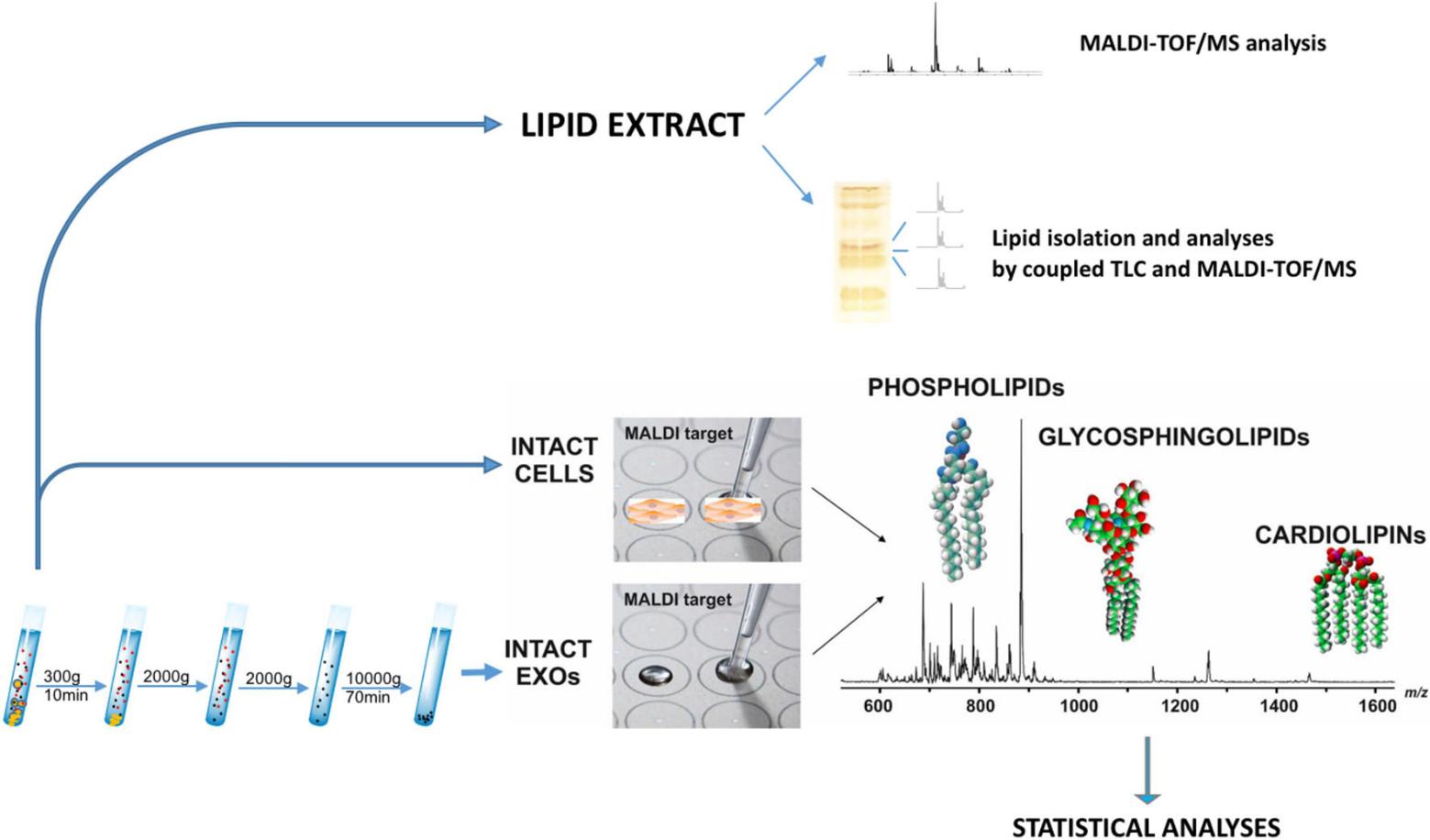 Workflow for comprehensive lipidomics in melanoma cells and exosomal fractions.