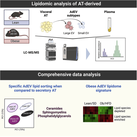Rodents Exosome Lipidomics Analysis Service