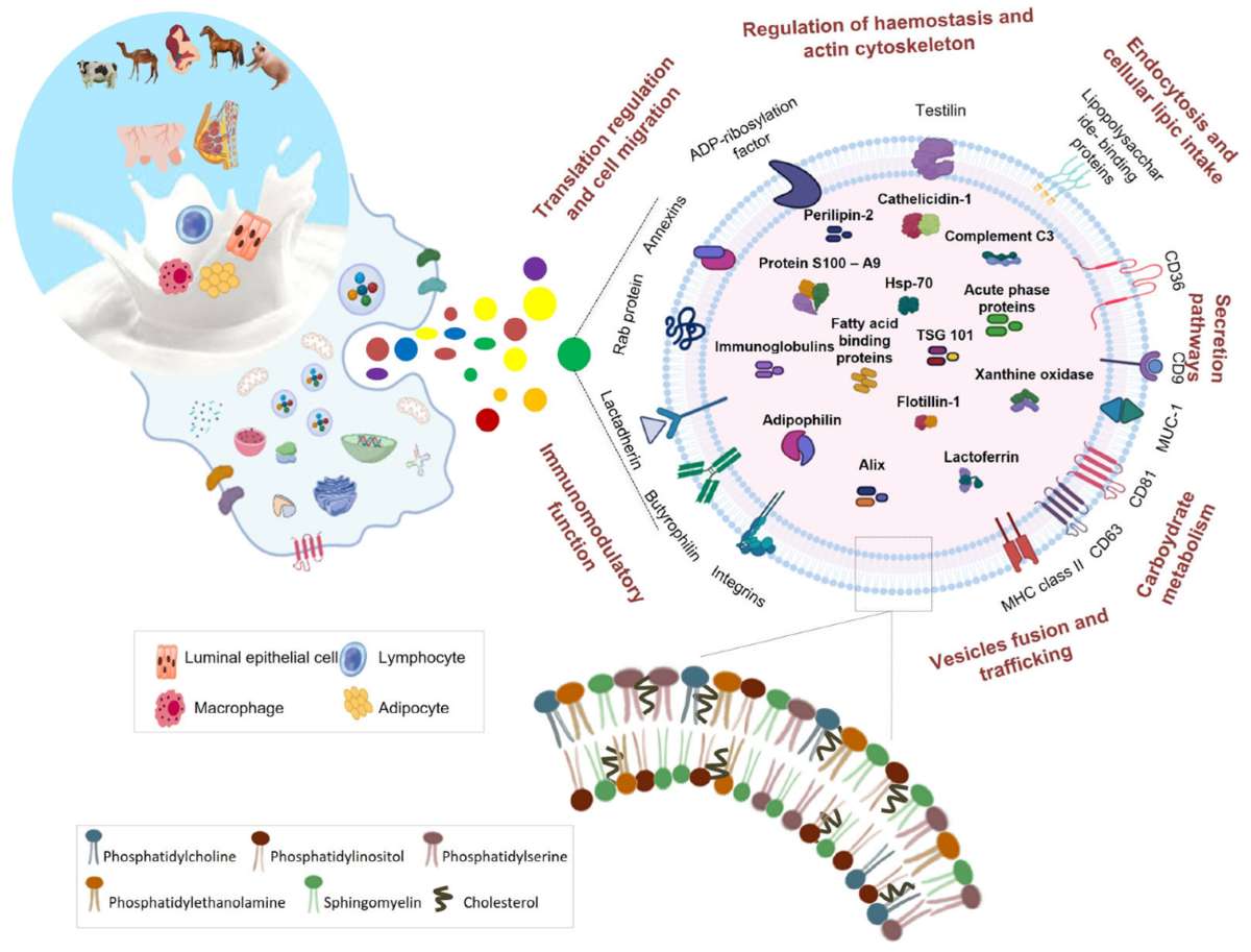 Milk Exosome Lipidomics Analysis Service