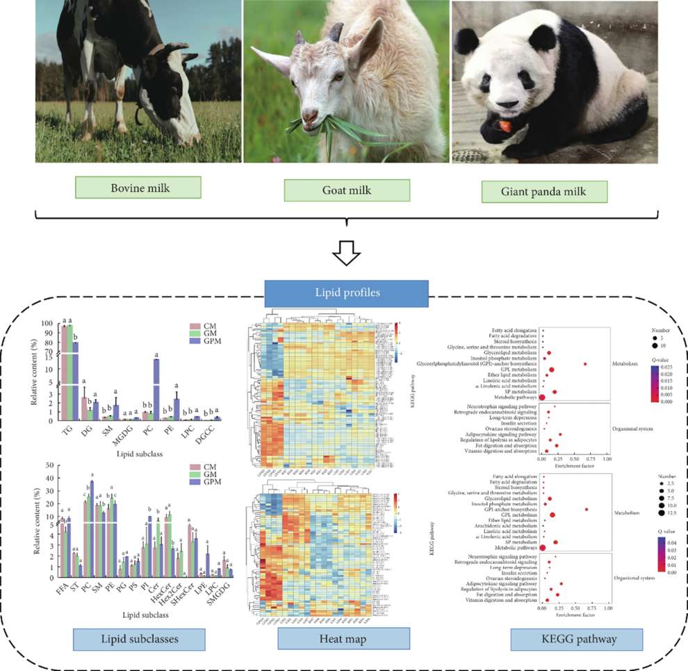 Comparative lipid analysis of bovine, goat, and giant panda milk.