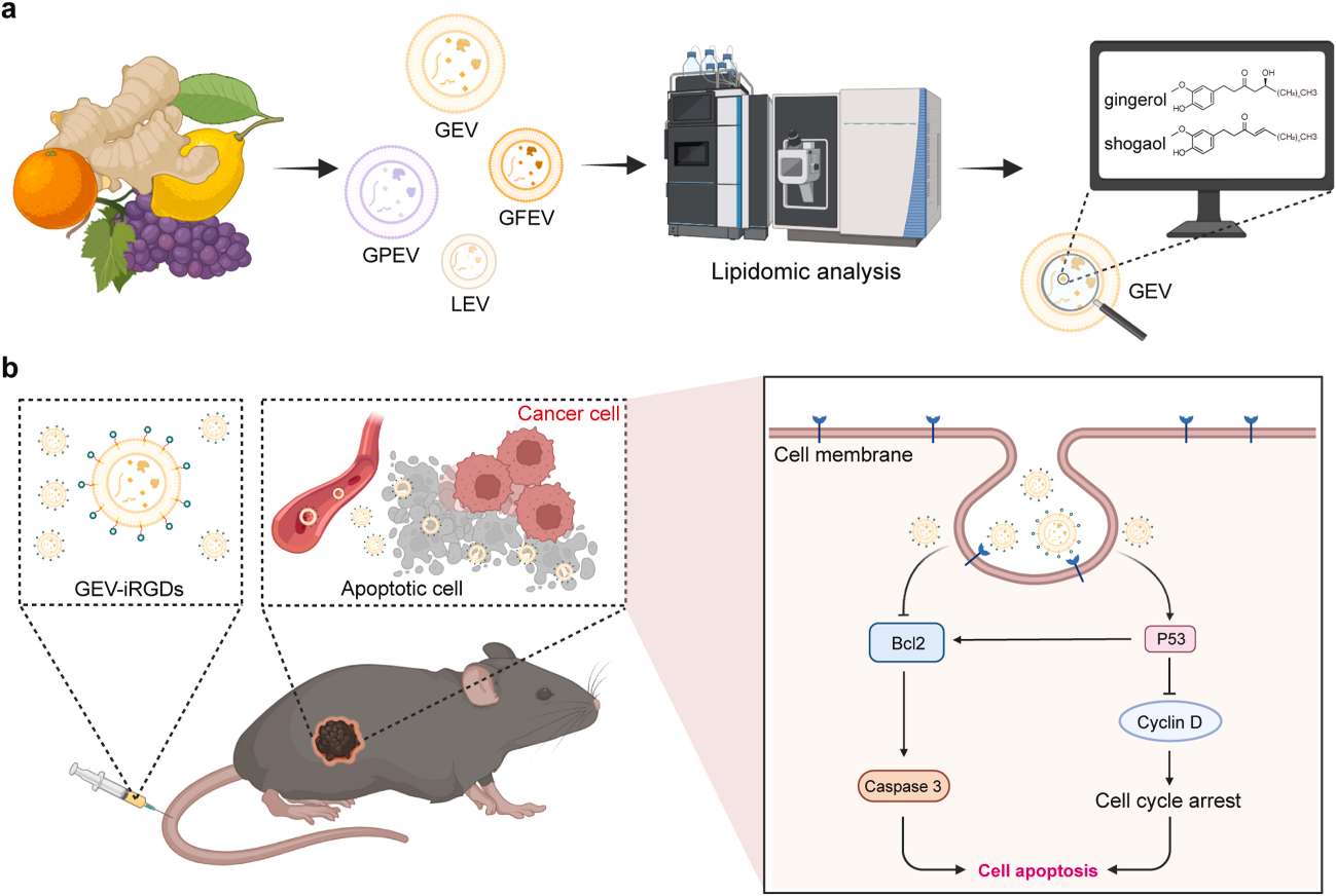 Diagram of PEV lipidomics for potential anticancer therapy.