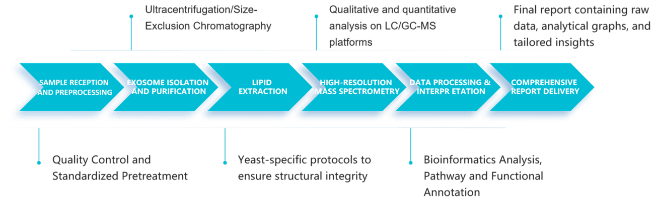 Yeast exosomal lipidomics analysis workflow.