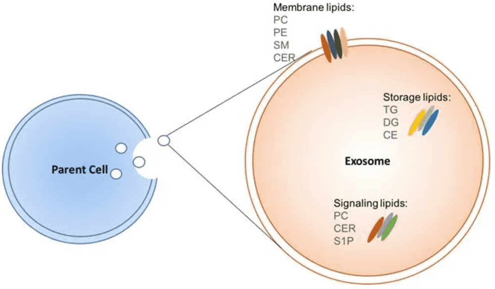 Exosome Lipidomics Services