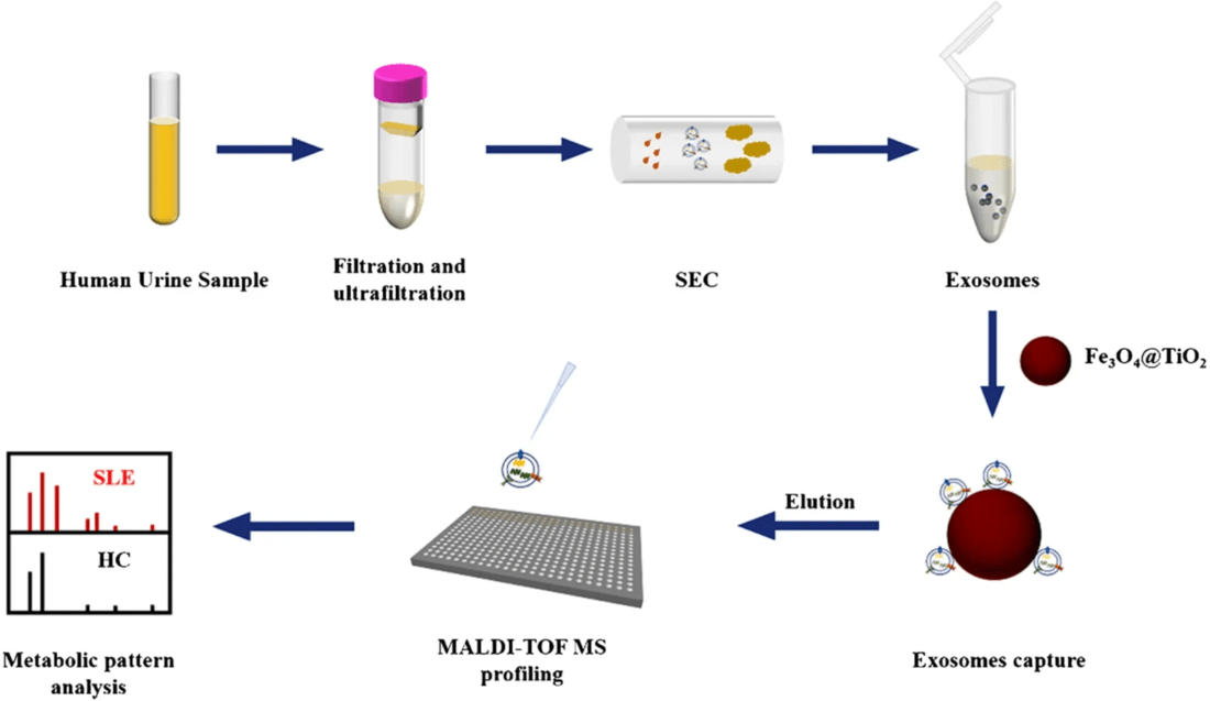Exosome Metabolomics Services