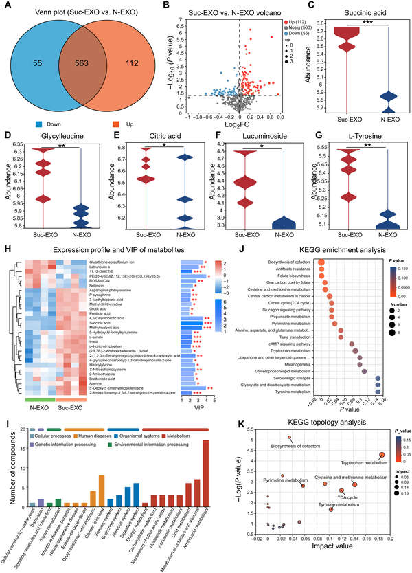 Metabolomic comparison of Suc-EXO vs N-EXO with Venn/volcano plots, heatmap, KEGG pathway analysis, and key metabolite changes.