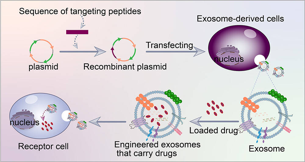 Exosome Surface Functionalization with Targeting Ligands and Peptides