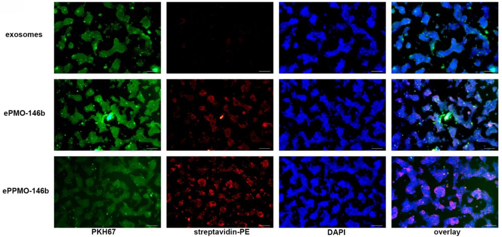 Fluorescence imaging showing increased uptake of CP05 peptide-functionalized exosomes delivering oligonucleotides into target cells.