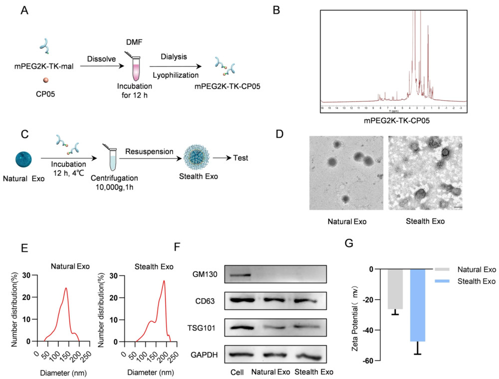 PEGylated stealth exosomes showing synthesis, morphology, size distribution, and surface characterization results.