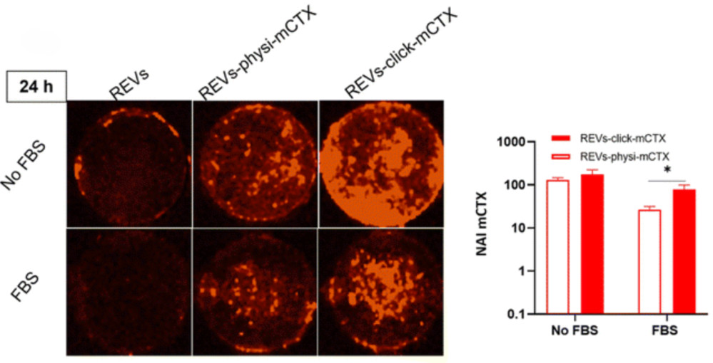 Enhanced Cellular Uptake of Antibody-Conjugated Exosomes Under Serum Conditions.