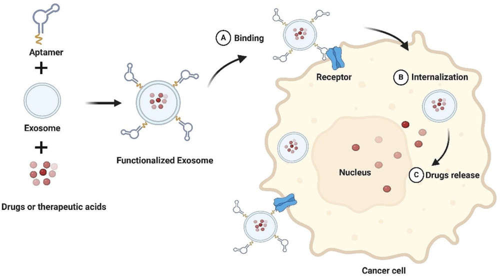 Exosome Surface Modification with Aptamers