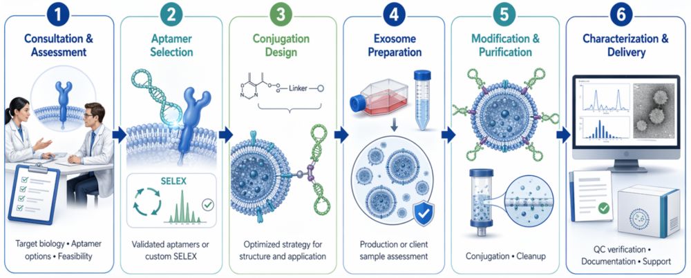 Workflow showing six steps of aptamer-based exosome surface modification, from consultation to delivery.