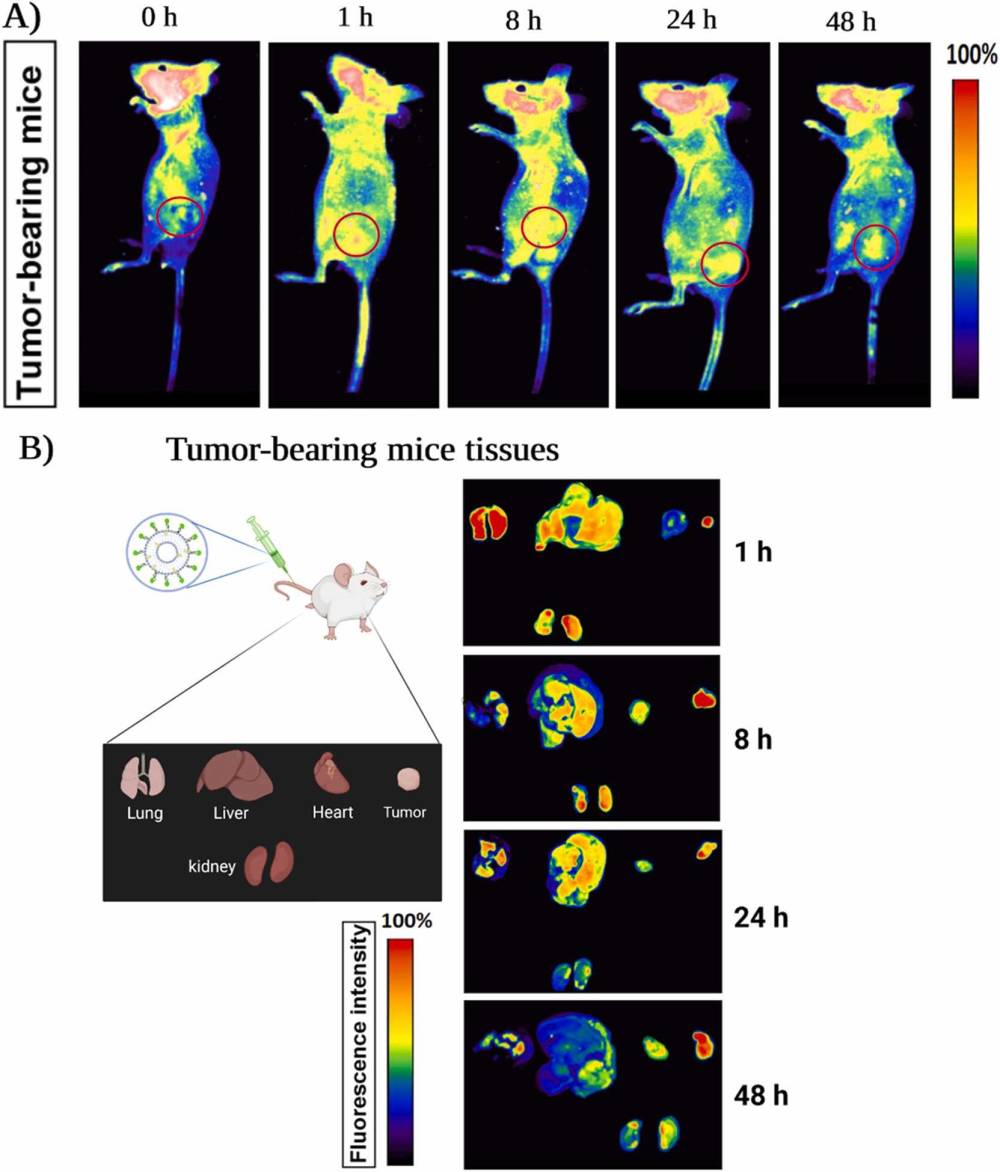 Ex vivo optical images showing the biodistribution and retention of FAM-labeled AS1411 aptamer-exosomes in tumor, lung, liver, heart, and kidneys at 1, 8, 24, and 48 hours post-injection in tumor-bearing mice. Red circles indicate tumor sites.