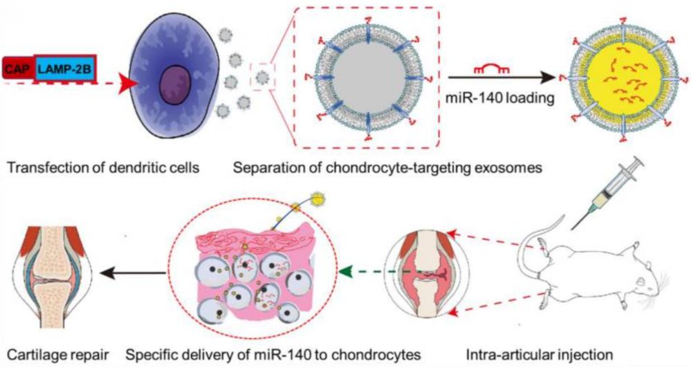 Chondrocyte-targeting exosomes genetically engineered for miRNA delivery, promoting cartilage repair in osteoarthritis.