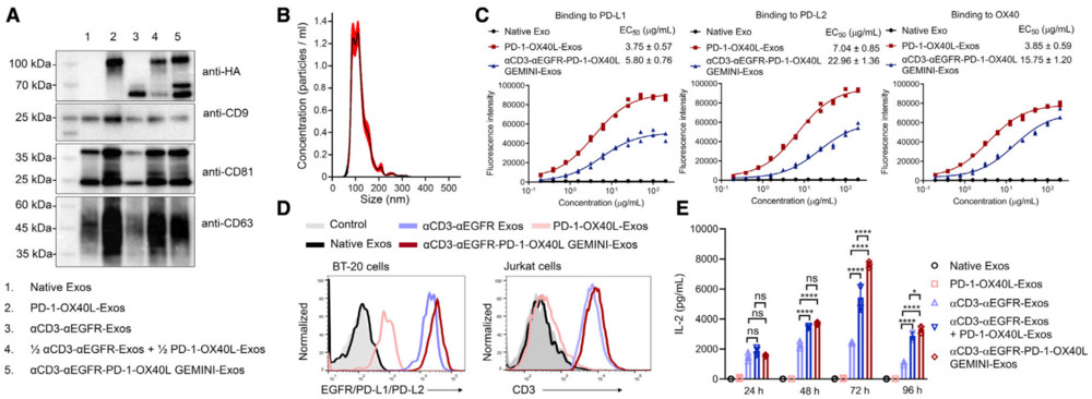 Characterization of aCD3-aEGFR-PD-1-OX40L GEMINI-Exosomes.
