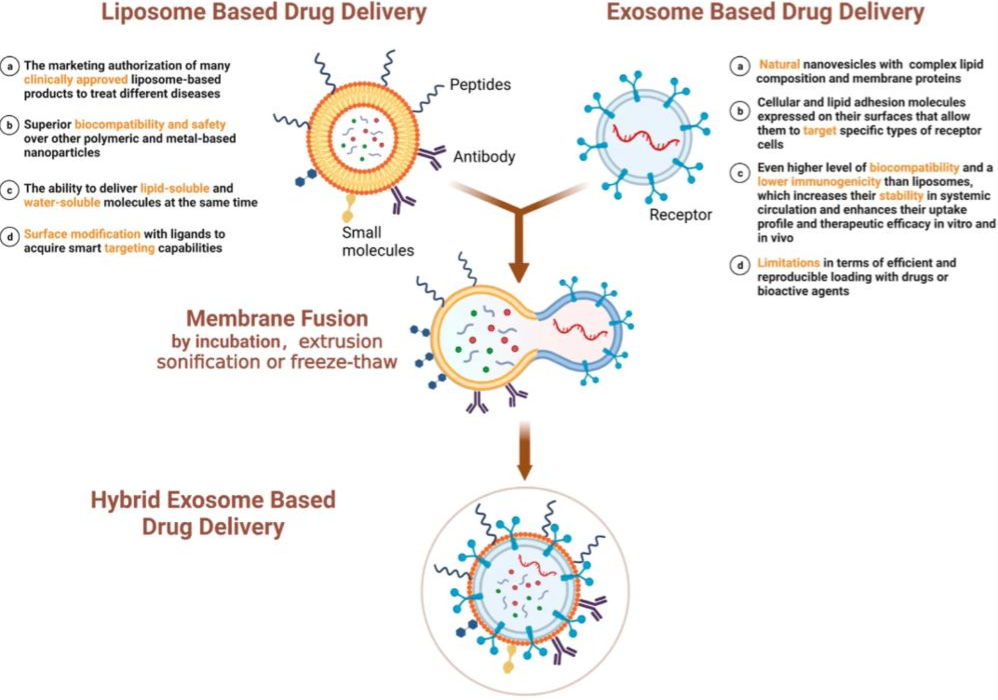 Exosome Membrane Fusion and Hybridization