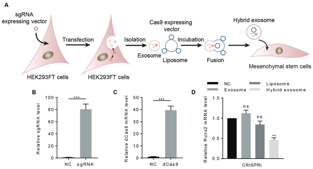 Hybrid exosome delivery of CRISPR/dCas9 in mesenchymal stem cells.