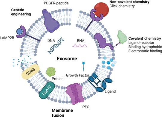 Illustration showing engineered exosome surface modification with targeting ligands, coatings, and functional molecules.