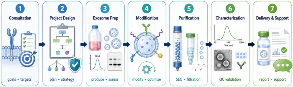 A 7-step workflow for exosome surface modification services, showing stages from consultation to delivery and support.