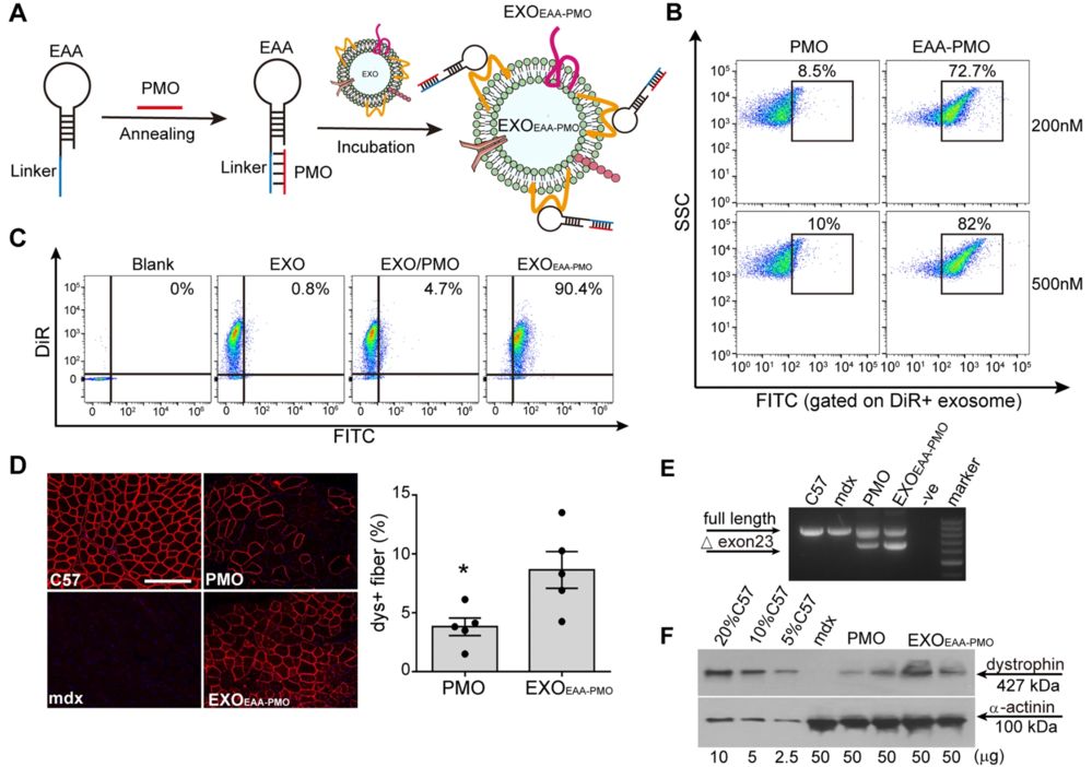 EAA-mediated PMO loading on exosomes enhances muscle cell uptake and dystrophin restoration.