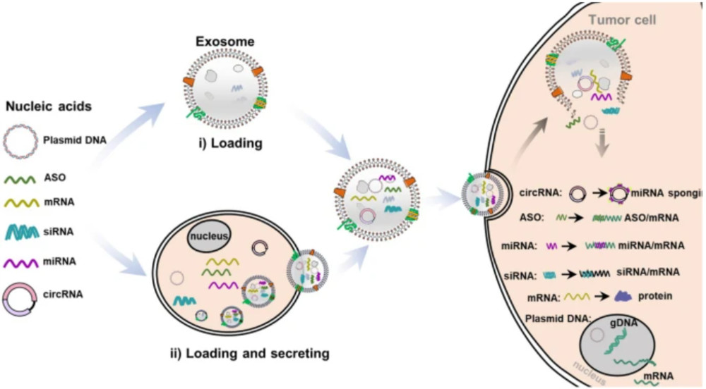 Exosome Nucleic Acid Loading