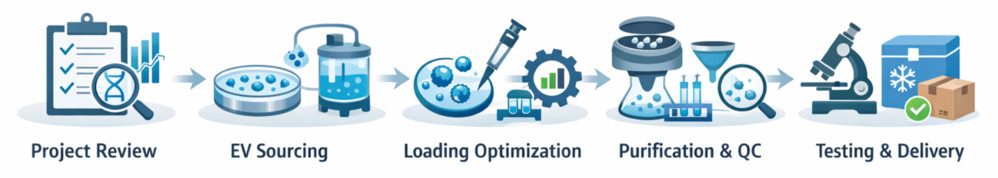 Five-step workflow for exosome nucleic acid loading service, from project review to testing and delivery.