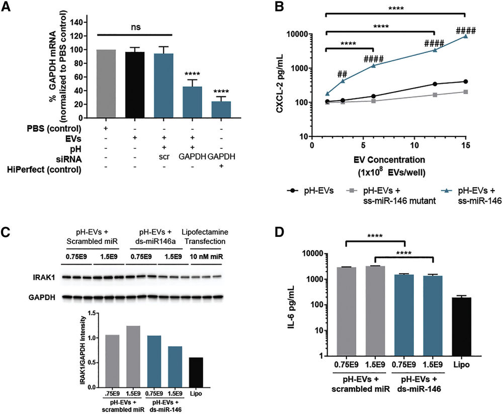 Panels show qPCR, ELISA, and immunoblot results indicating pH-modified EVs deliver active RNA to cells and macrophages.