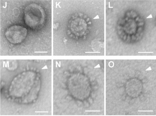 TEM images showing spike trimers on EMAD13-engineered exosome surfaces compared to control exosomes.