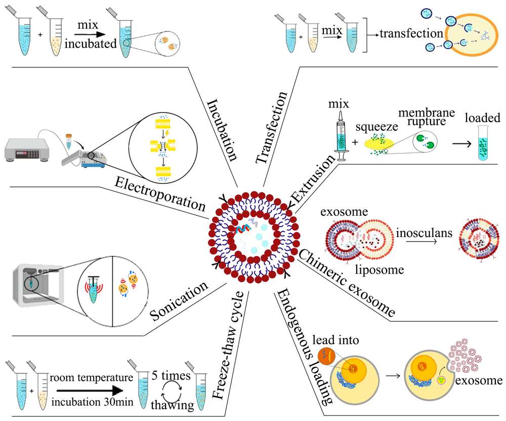 Exosome Small Molecule Loading