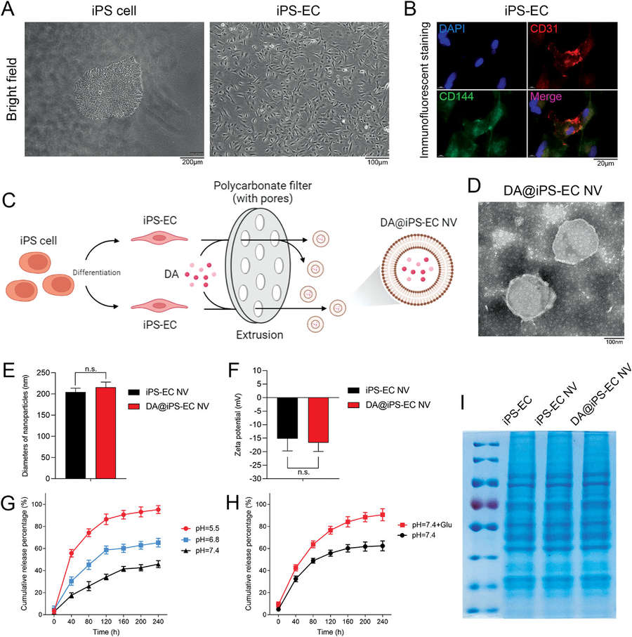 Preparation and characterization of DA-loaded exosome mimetics, including extrusion, TEM, DLS, zeta potential, drug release, and SDS-PAGE.